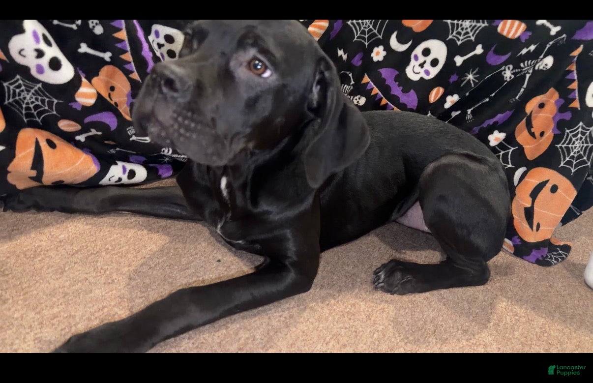 Cane Corso dogs Cane Corso wishbone  - Ad 27