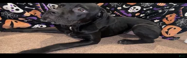 Cane Corso wishbone 