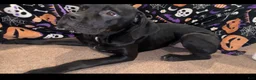 Cane Corso dogs for sale: Cane Corso wishbone  - Ad 1