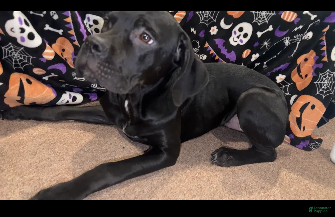 Cane Corso dogs for sale: Cane Corso wishbone  - Ad 1