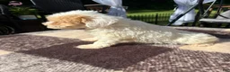 Schnoodle dogs for sale: Schnoodle 1 - Ad 4