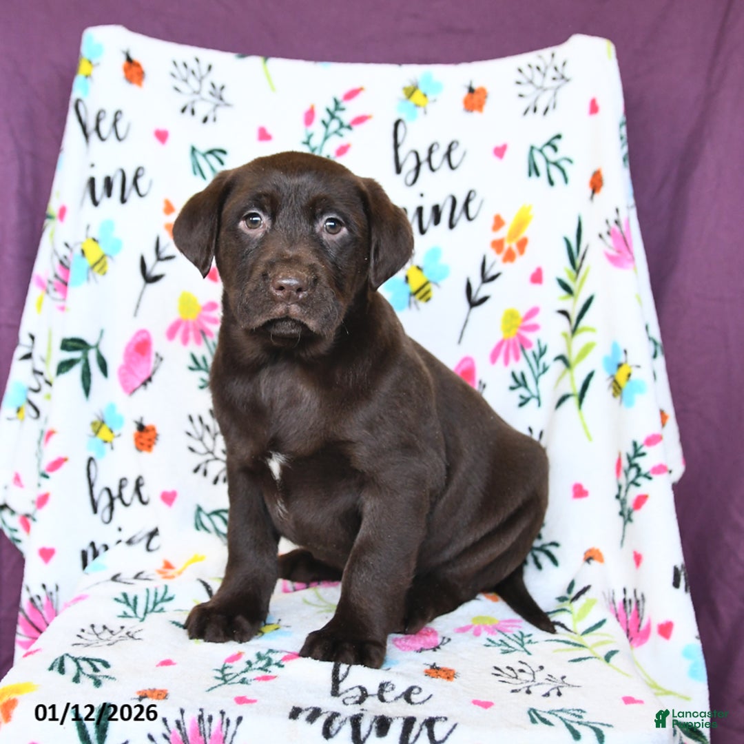 Labrador Retriever dogs for sale: Pumpkin - Ad 2