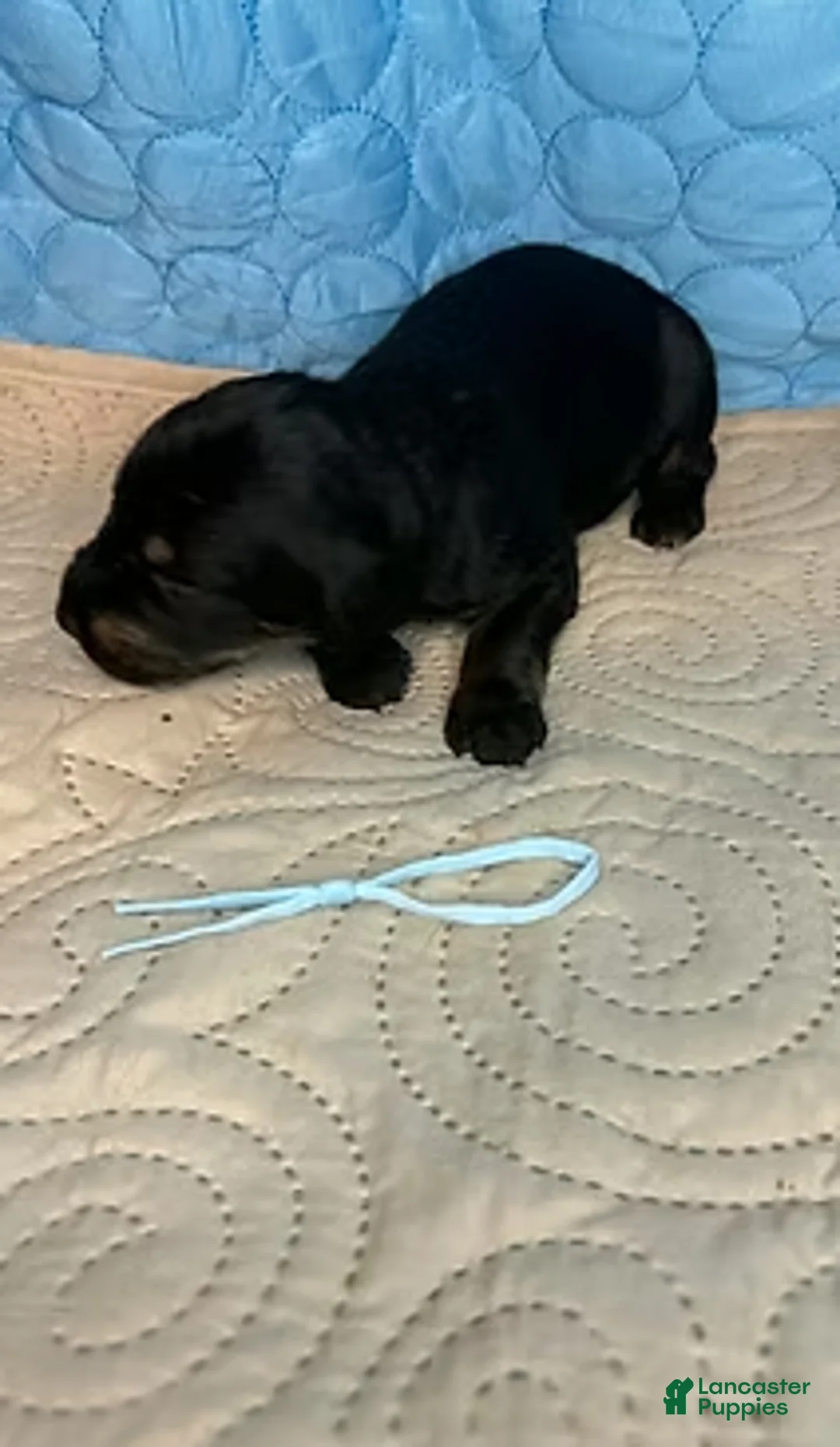 Mixed Breed dogs for sale: Snookie - Ad 3