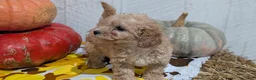 Miniature Poodle dogs for sale: Lexi - Ad 7