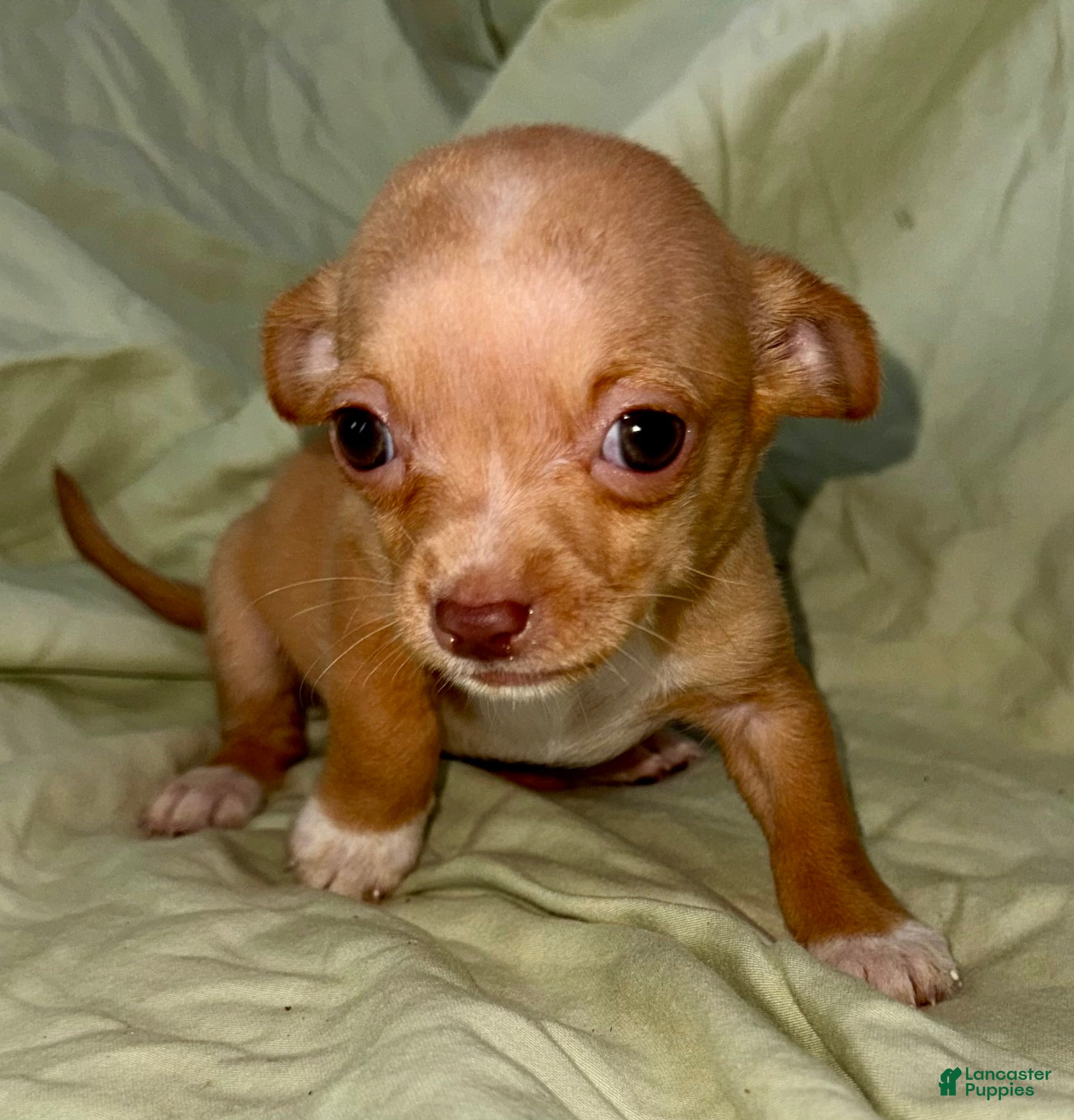 Chihuahua dogs April - Ad 1