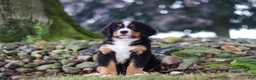 Bernese Mountain Dog dogs for sale: Caleb - Ad 14