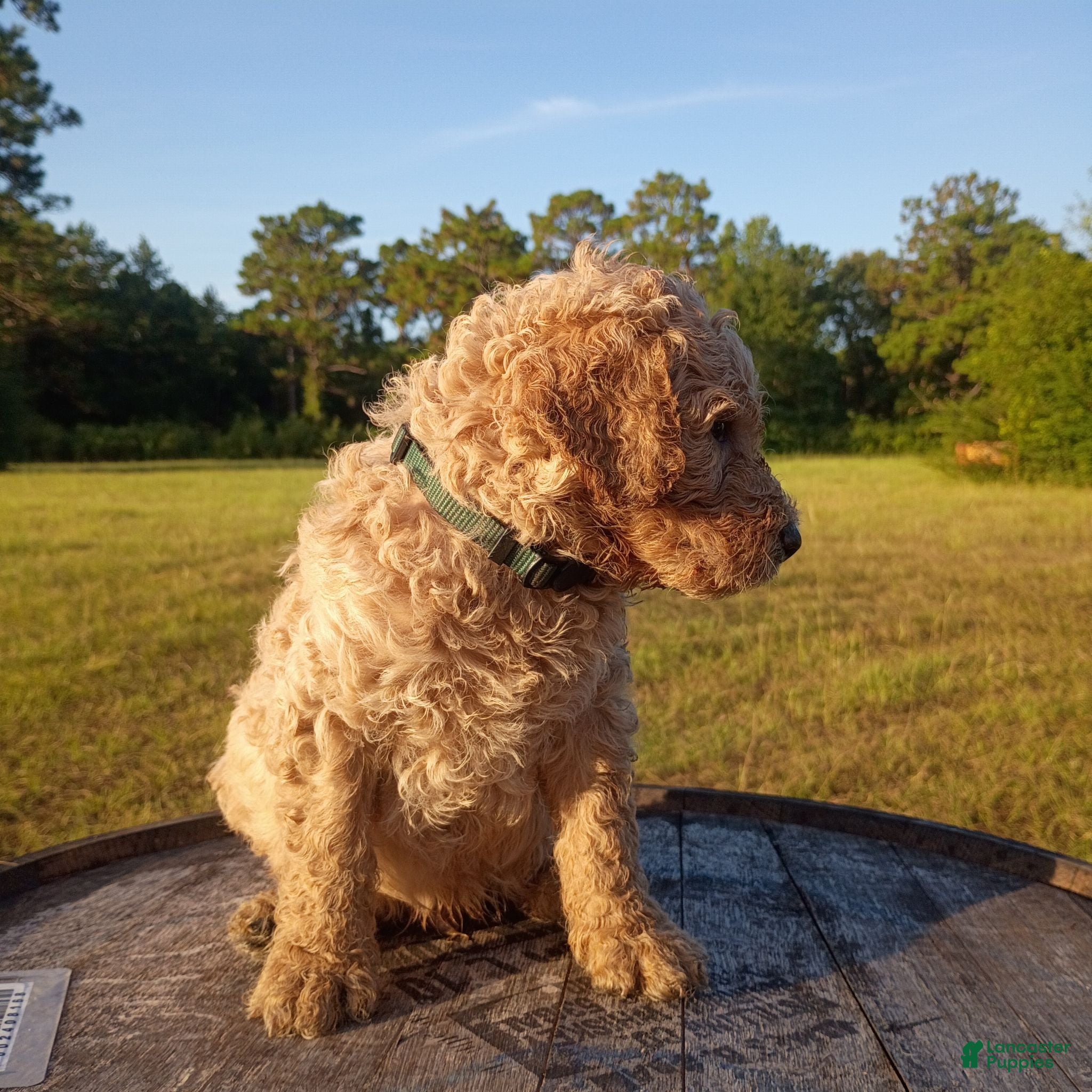 Goldendoodle dogs 🩵 light blue  - Ad 1