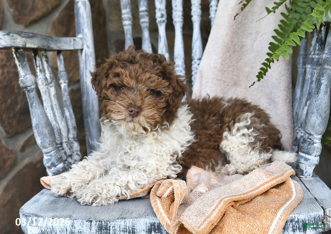 Miniature Poodle dogs for sale: Millie - Ad 2