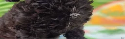 Cavapoo dogs for sale: Twink - Ad 10