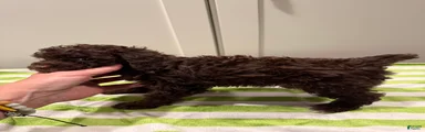 LILA