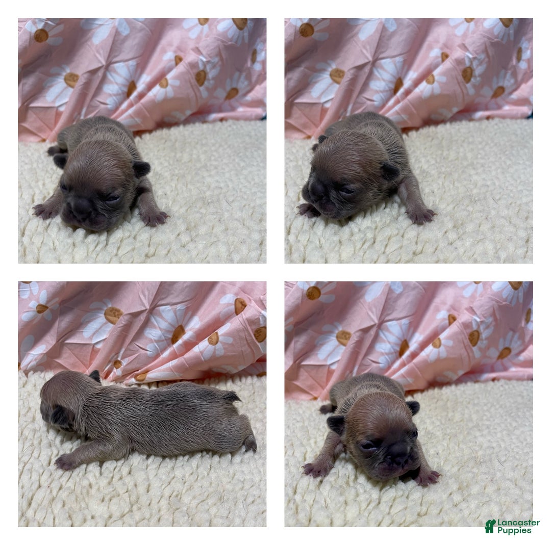 French Bulldog dogs for sale: Jellybean - Ad 2