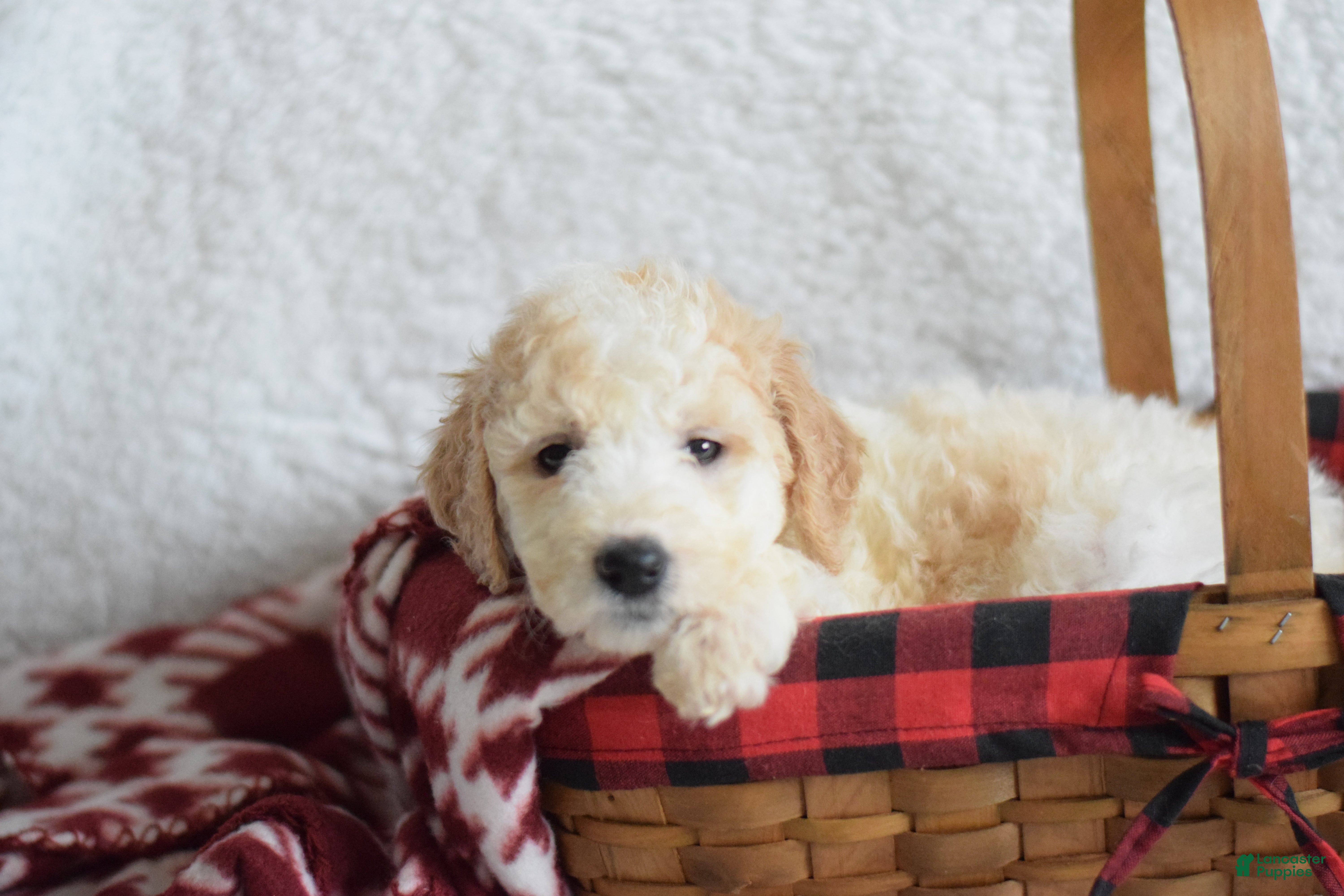 Goldendoodle dogs Goldendoodle Puppy 9 - Ad 33