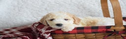 Goldendoodle dogs for sale: Goldendoodle Puppy 9 - Ad 1