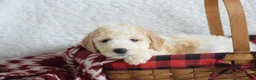 Goldendoodle dogs for sale: Goldendoodle Puppy 8 - Ad 24
