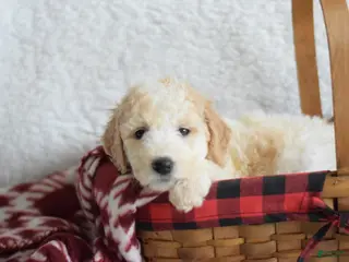 Goldendoodle dogs Goldendoodle Puppy 9 - Ad 29