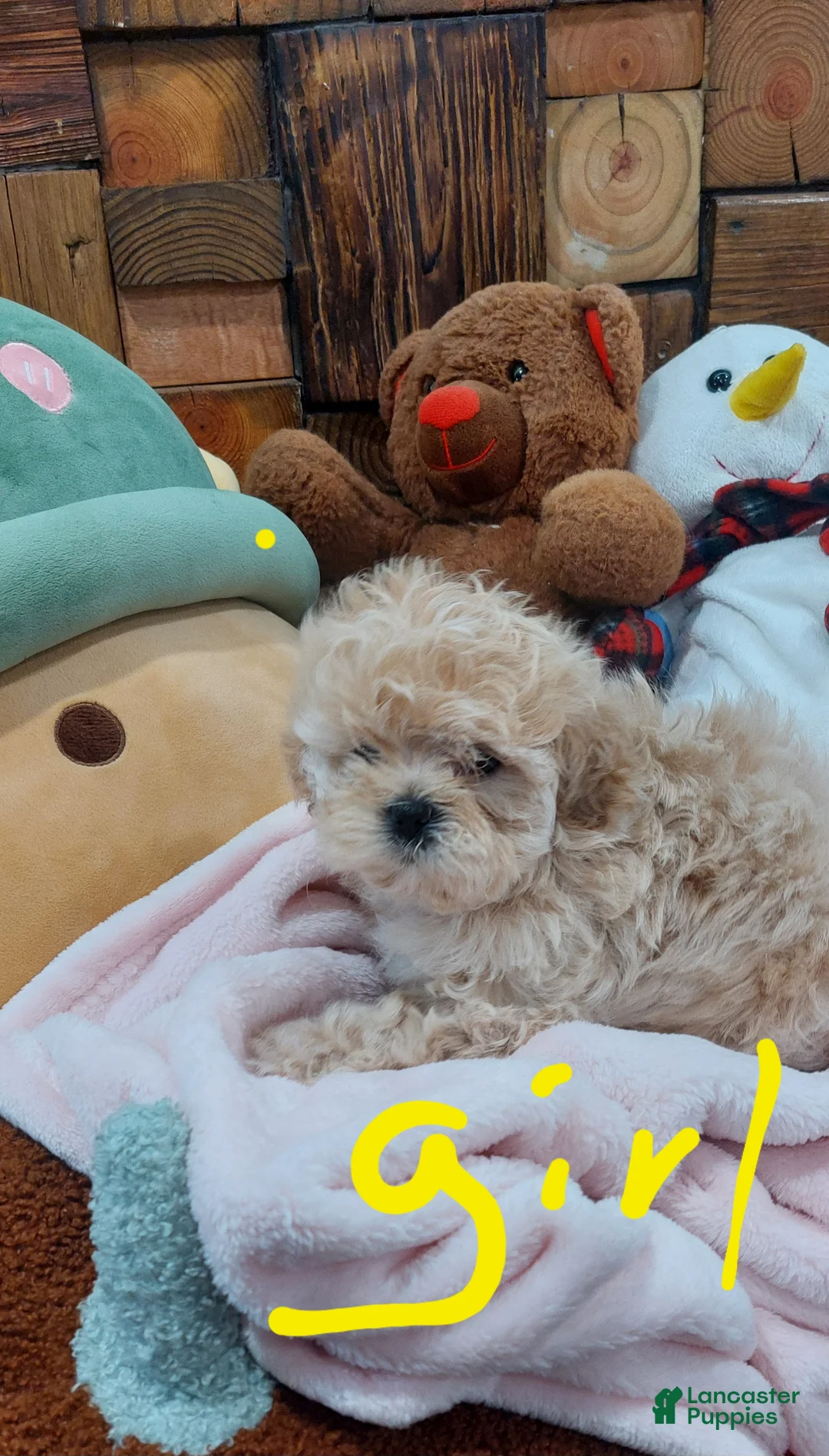 Shih Tzu dogs for sale: Shih Tzu Puppy 1 - Ad 1