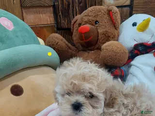 Shih Tzu dogs Shih Tzu Puppy 1 - Ad 4