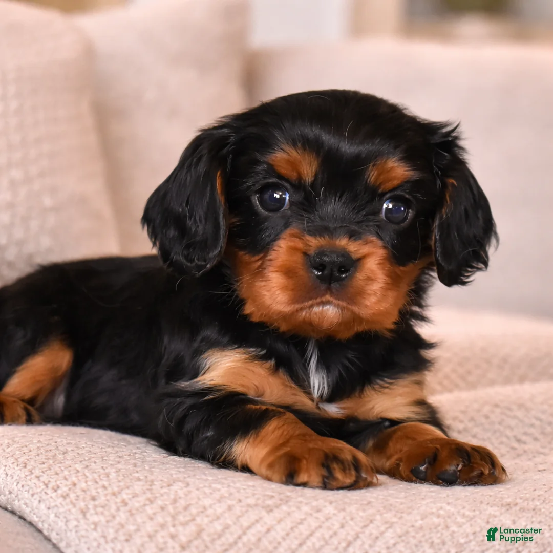 Cavalier King Charles Spaniel dogs for sale: Truffle  - Ad 1