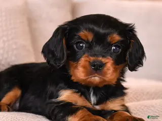 Cavalier King Charles Spaniel dogs Truffle - Ad 2