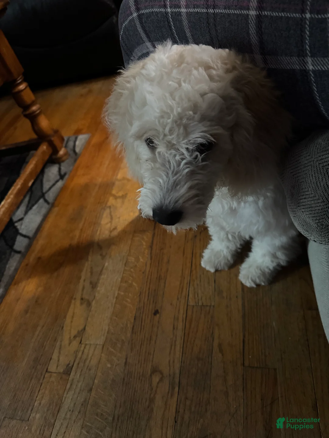 Mixed Breed dogs for sale: Mixed Breed 1 - Ad 2