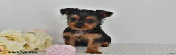 Yorkshire Terrier dogs for sale: Leo - Ad 4