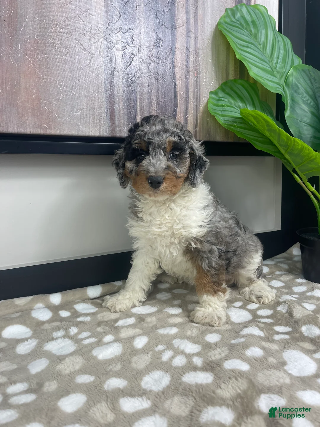 Mini Bernedoodle dogs for sale: Bonnie - Ad 5