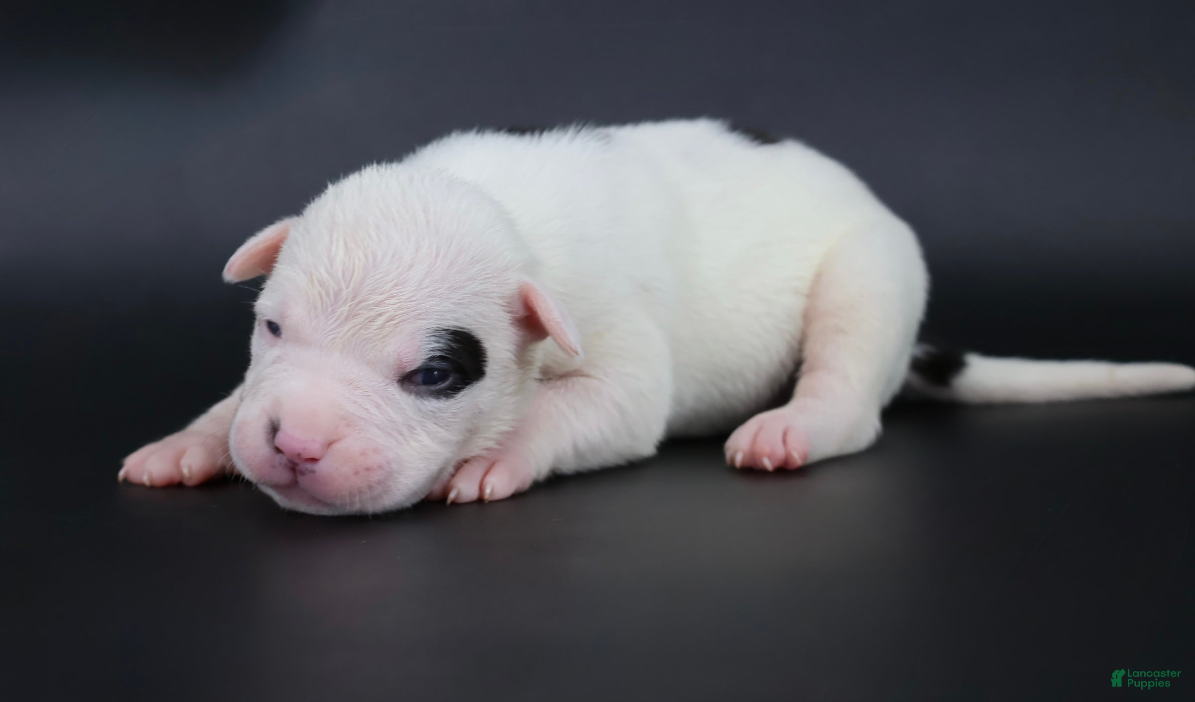 American Bully dogs Helen - XL - ABKC - Ad 1