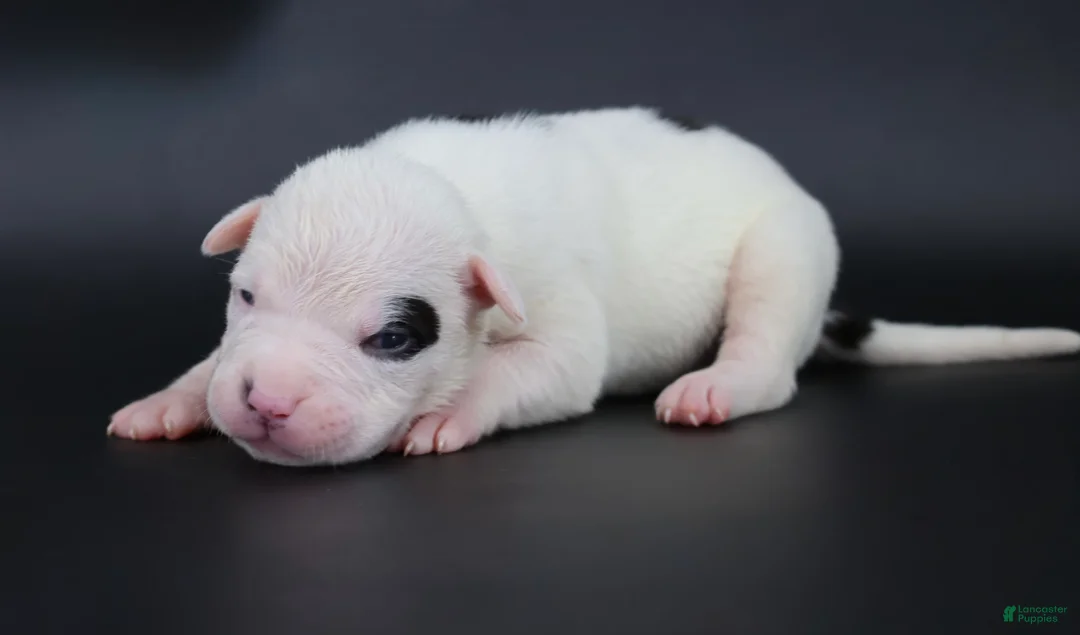 American Bully dogs for sale: Helen - XL - ABKC - Ad 1