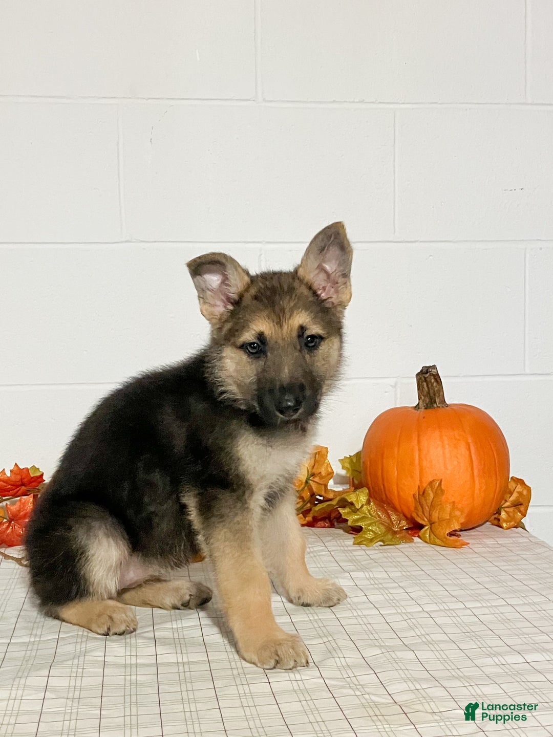German Shepherd dogs for sale: Reba - Ad 5