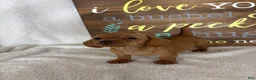 Dachshund dogs for sale: Dylan  - Ad 2