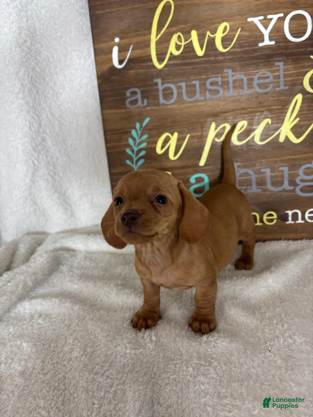 Dachshund dogs for sale: Dylan  - Ad 2