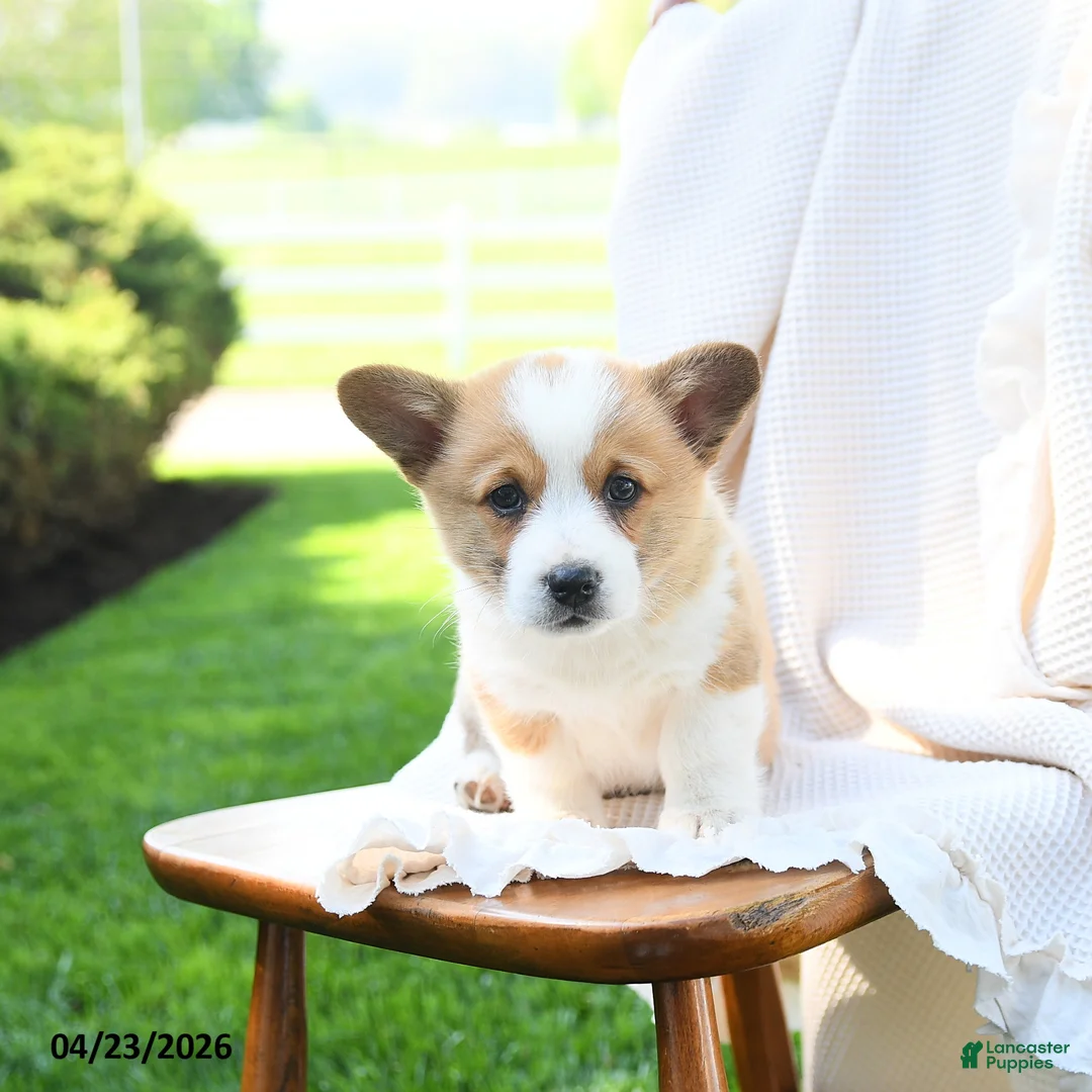 Welsh Corgi Pembroke dogs for sale: Elizabeth - Ad 5