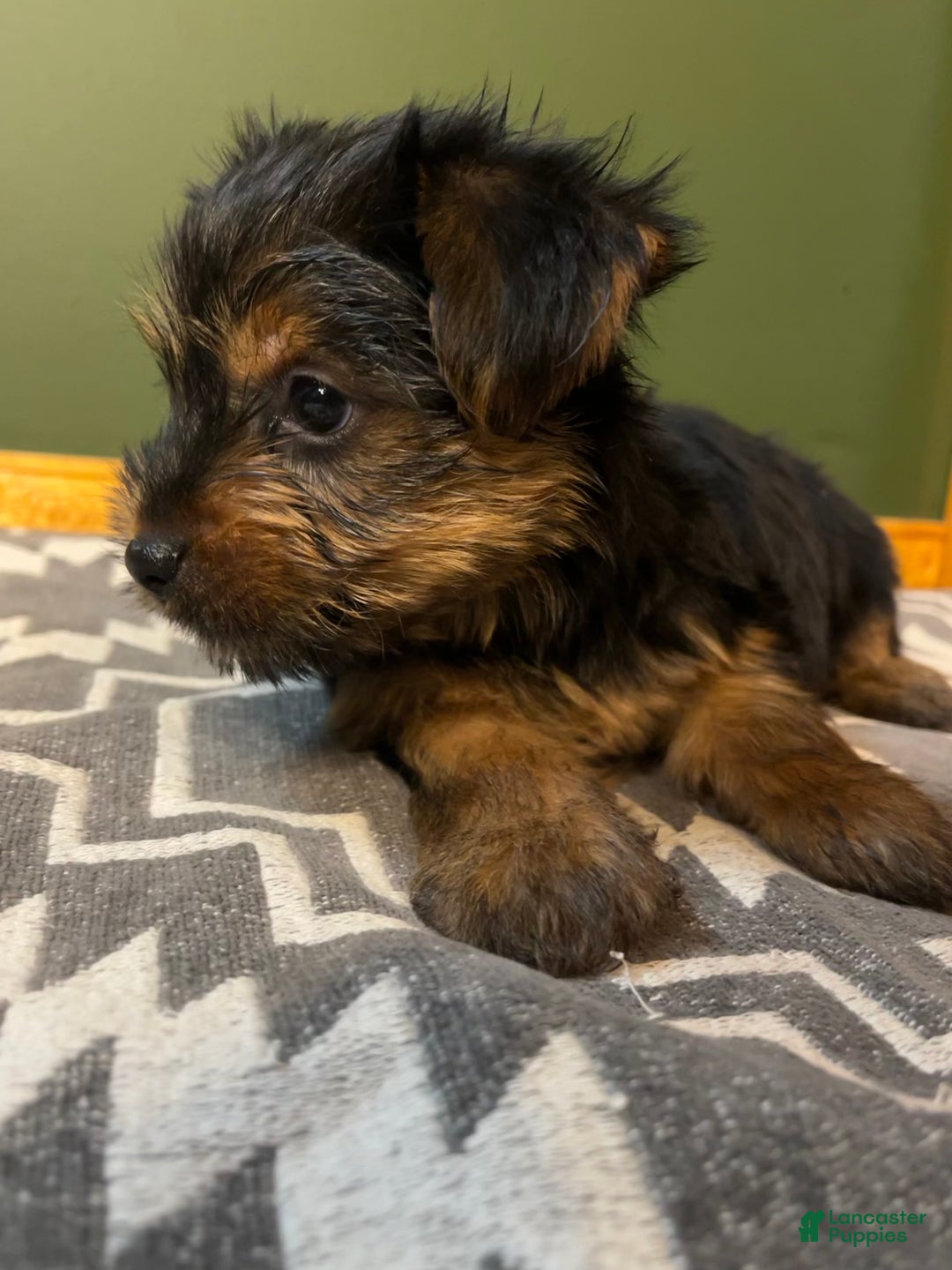 Yorkshire Terrier dogs for sale: Growler - Ad 3