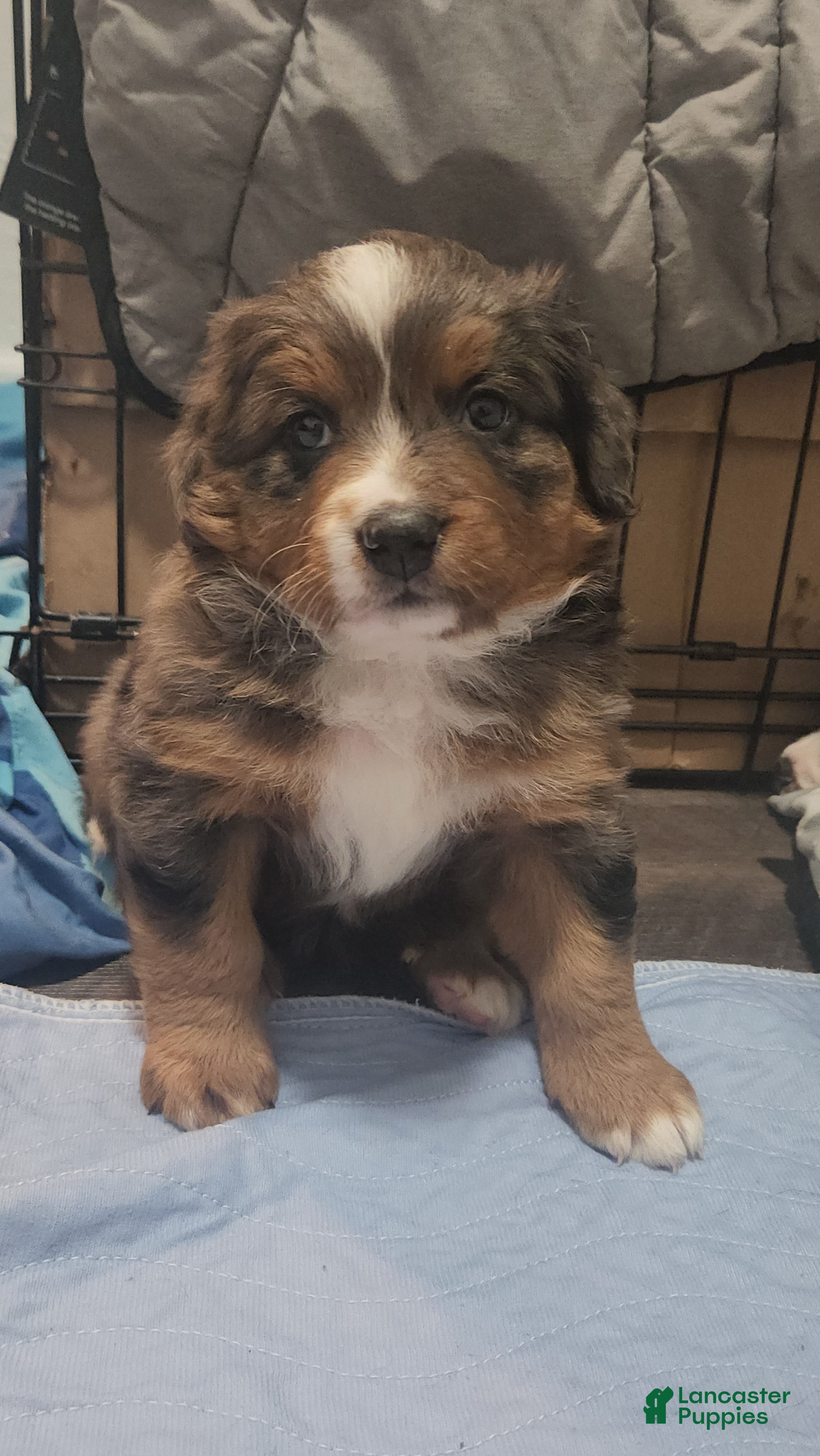 Mixed Breed dogs Athena  - Ad 22