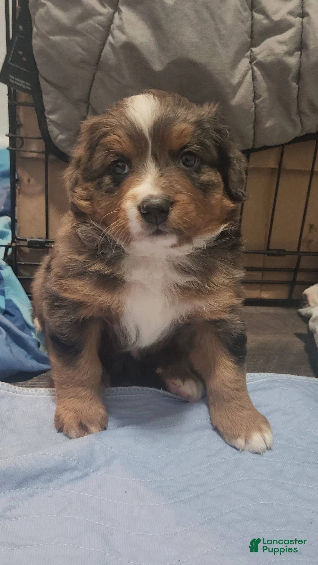 Mixed Breed dogs for sale: Athena  - Ad 1