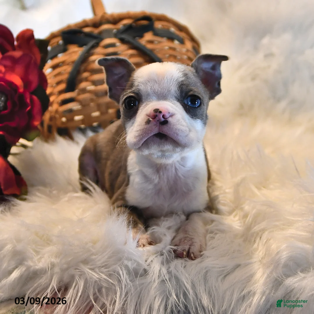 Boston Terrier dogs for sale: Paris - Ad 2