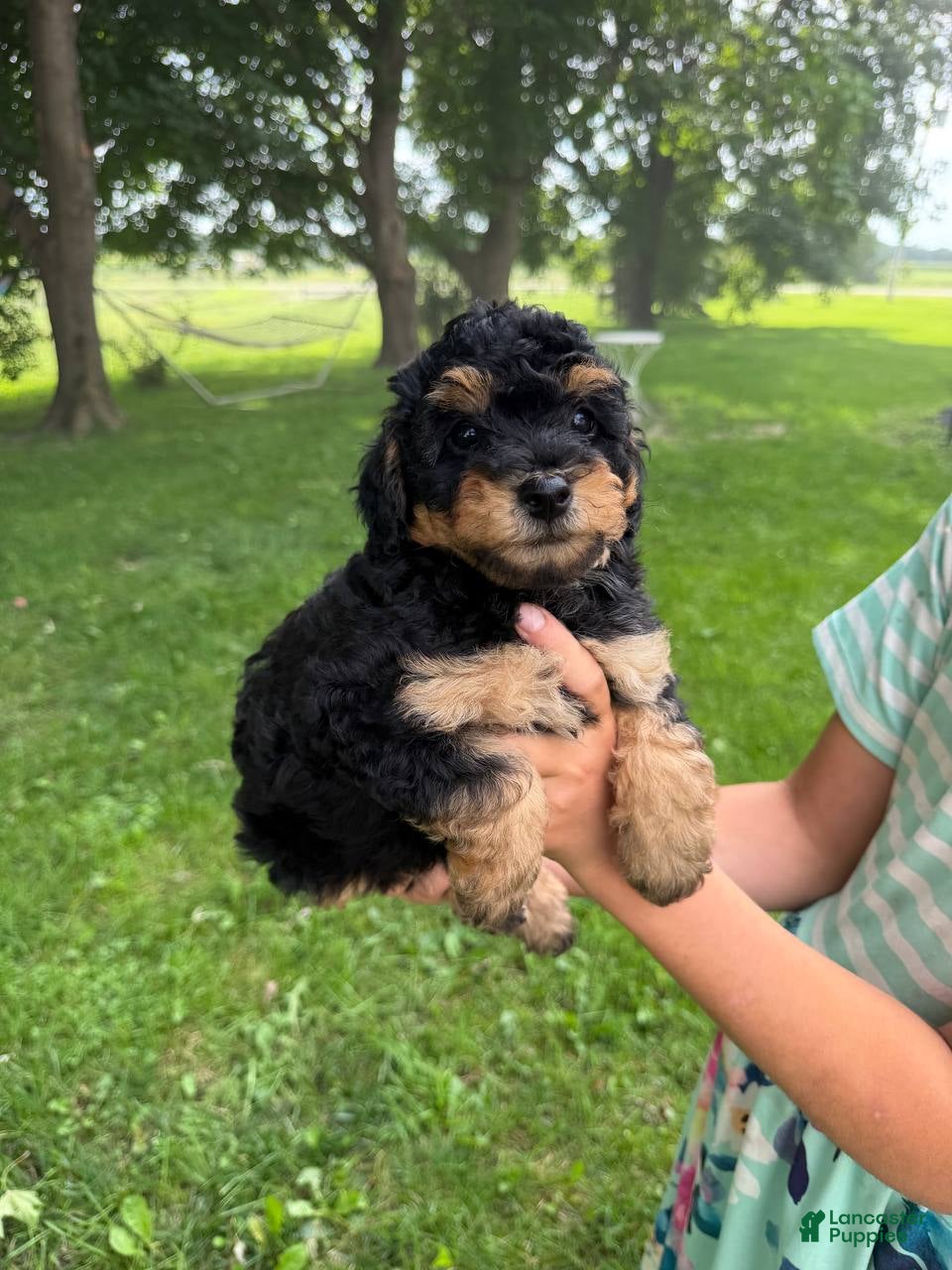 Mini Aussiedoodle dogs Lollipop - Ad 2