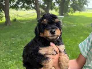 Mini Aussiedoodle dogs Lollipop - Ad 2