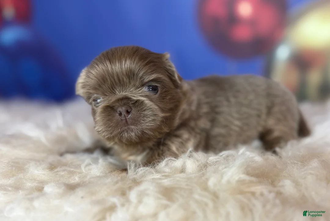 Pekingese dogs for sale: AKC DNA OFA Buddy lilac - Ad 13