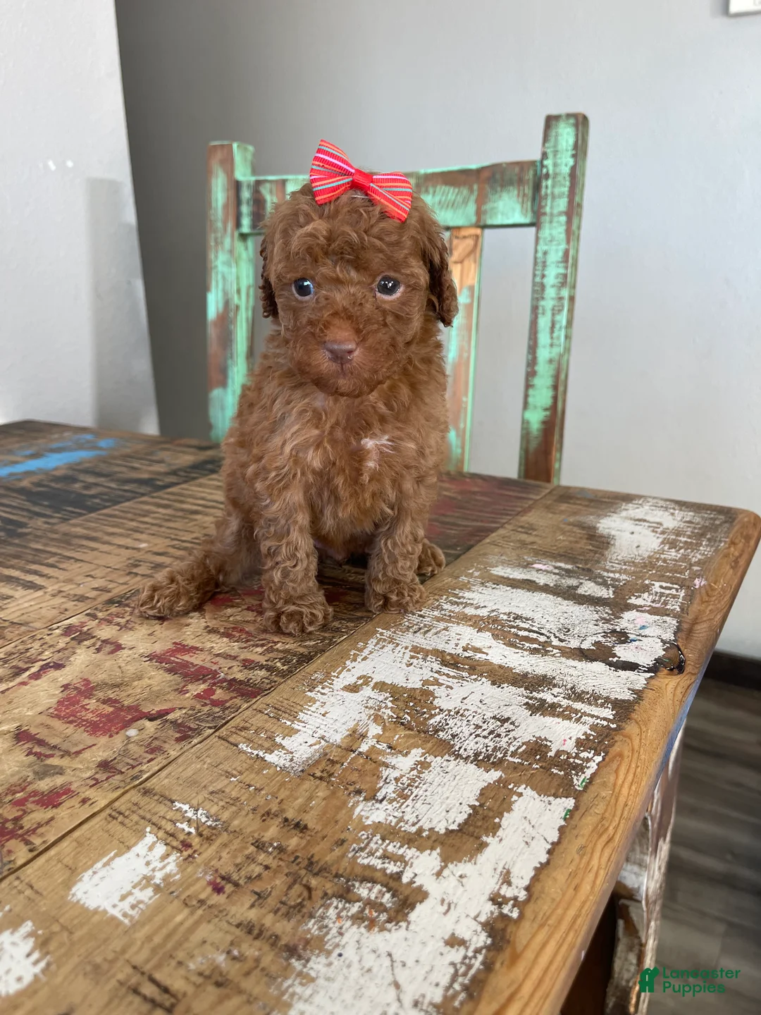 Toy Poodle dogs for sale: Akc Bred Color Red Red Bow - Ad 13