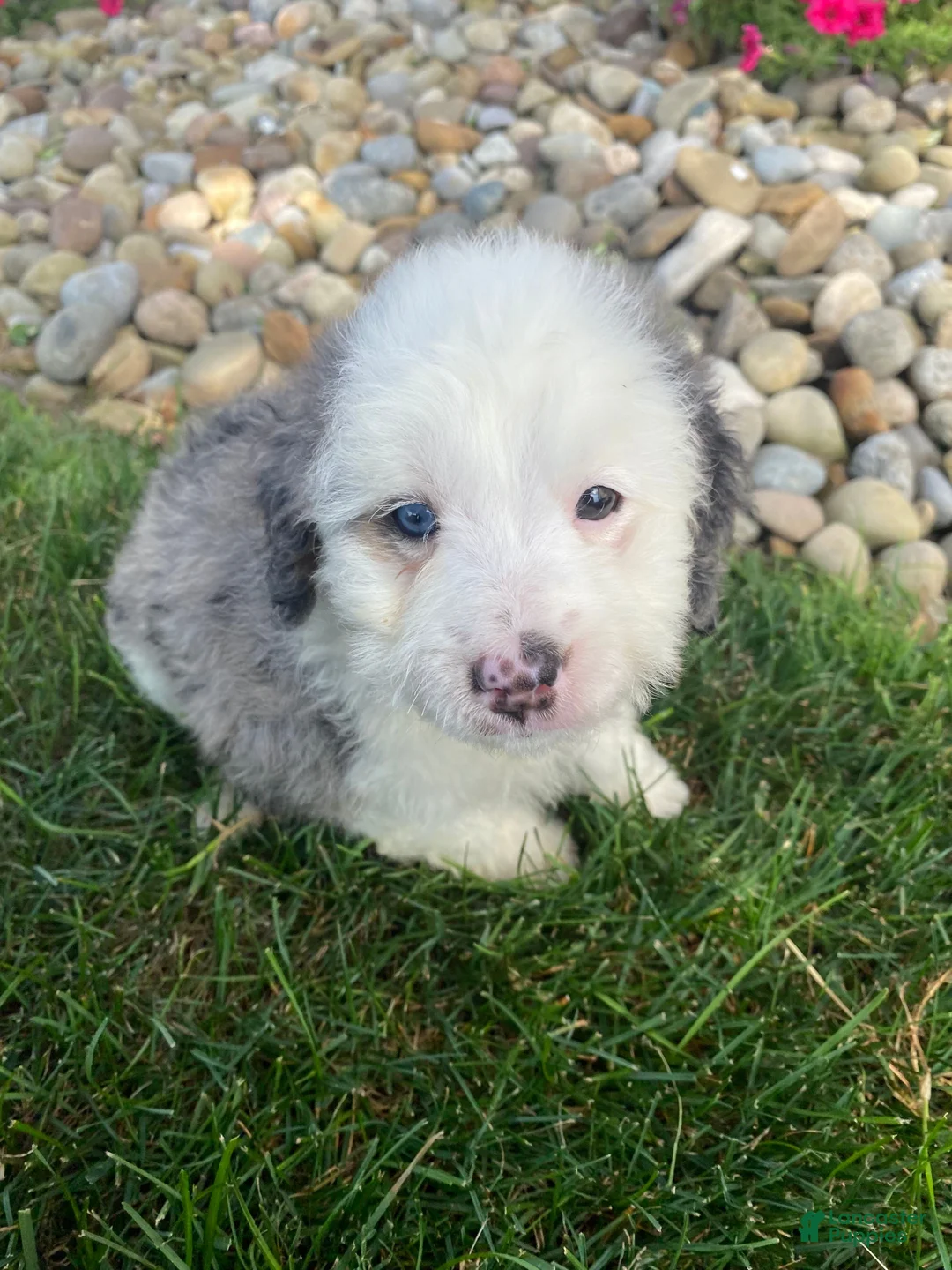 Mini Bernedoodle dogs for sale: Tonya - Ad 14