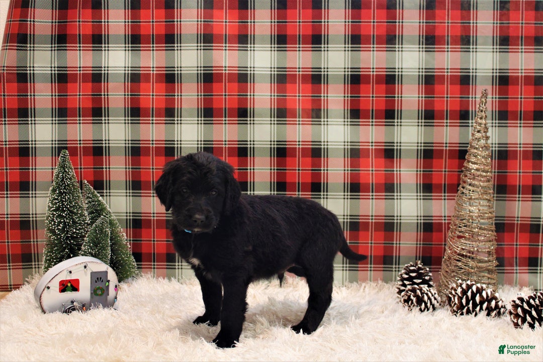 Mixed Breed dogs for sale: Ravin  - Ad 2