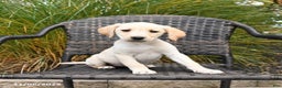 Labrador Retriever dogs for sale: Mello  - Ad 3