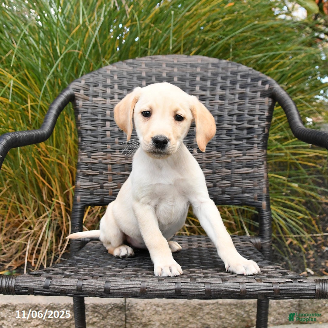Labrador Retriever dogs for sale: Mello  - Ad 3