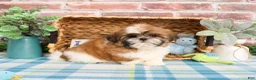 Shih Tzu dogs for sale: Theon  - Ad 5