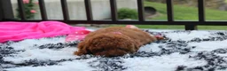 Miniature Poodle dogs for sale: Sasha  - Ad 10