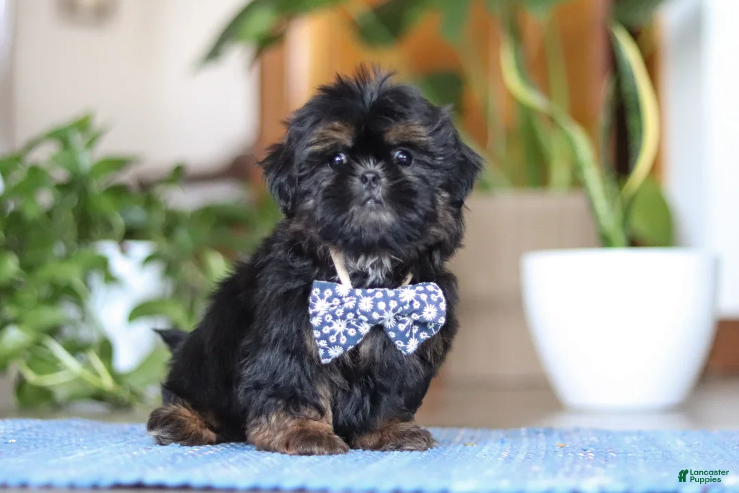 Shih Tzu dogs for sale: Romeo - Ad 2