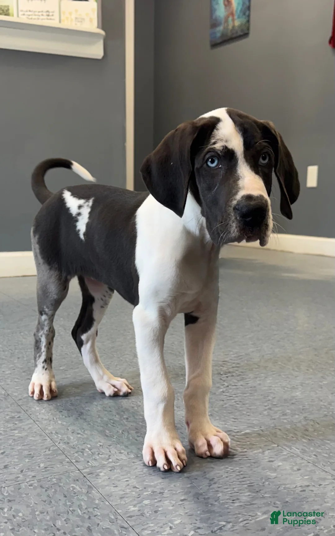 Great Dane dogs for sale: Harlequin  - Ad 2