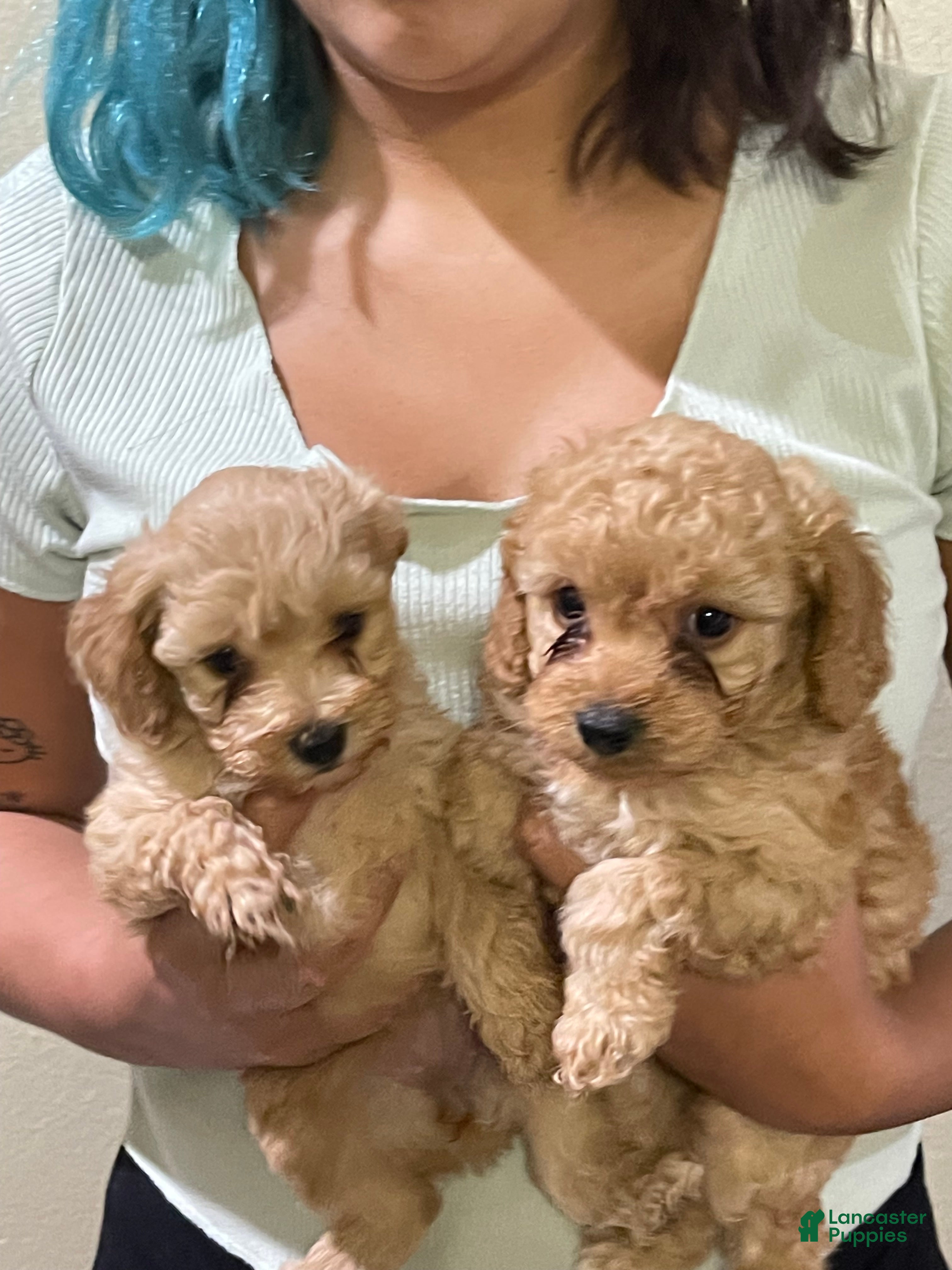 Cavapoo dogs Cavapoo Puppy 2 - Ad 29
