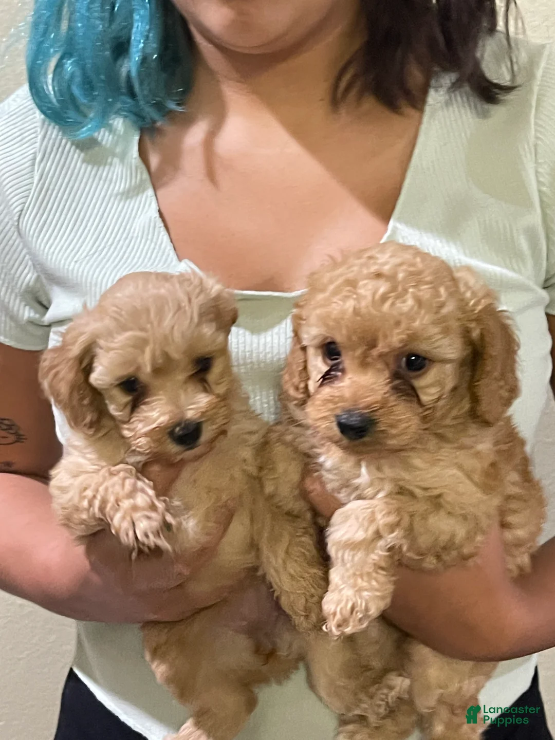 Cavapoo dogs for sale: Cavapoo Puppy 2 - Ad 1